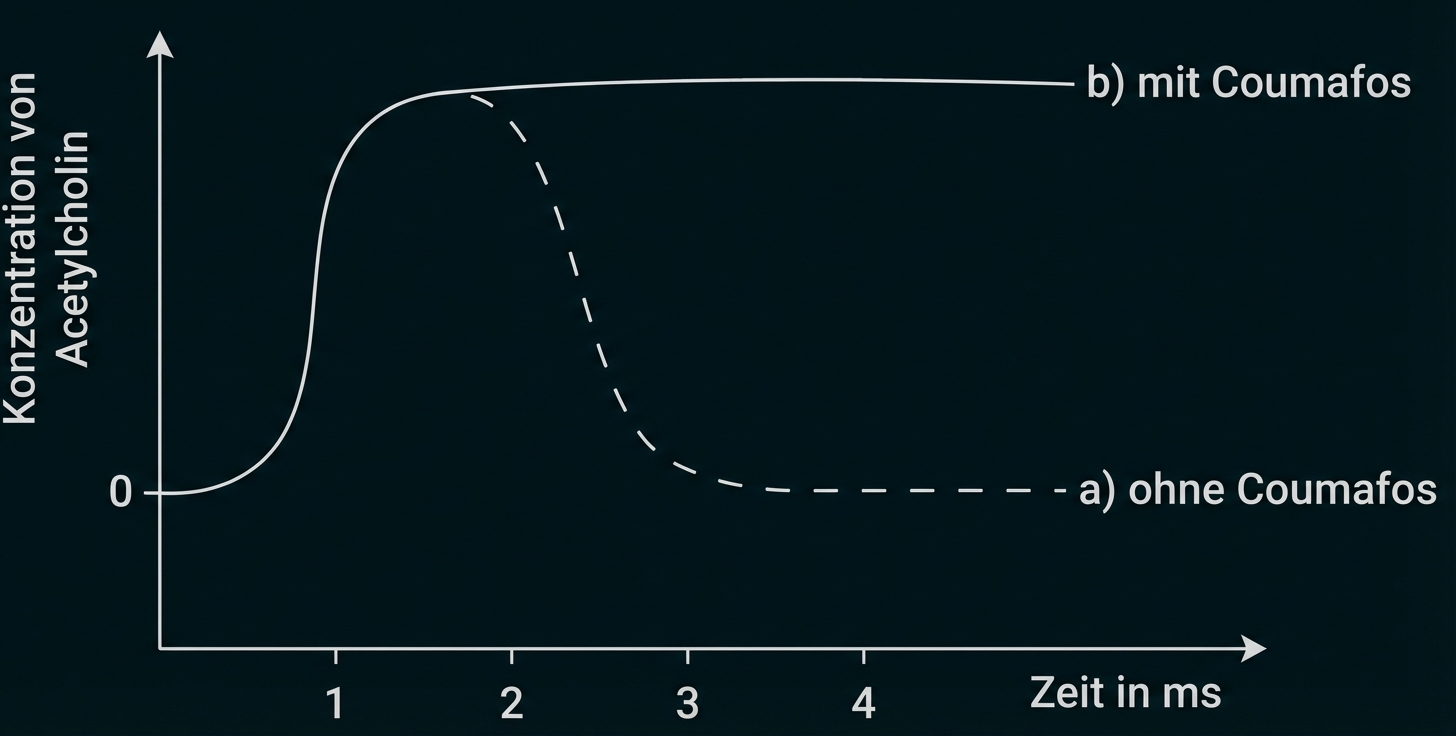 Grafik: Acetylcholin-Konzentration über Zeit (ms), mit Coumafos: hohes Plateau; ohne Coumafos: abfallende Kurve.